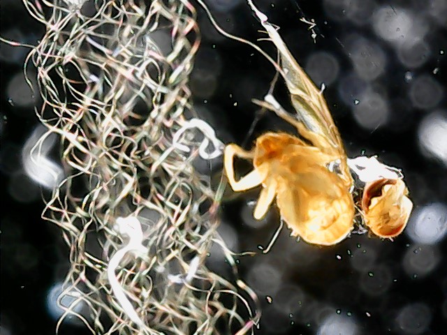 Microscópio portátil Sábio Analyzer em uso